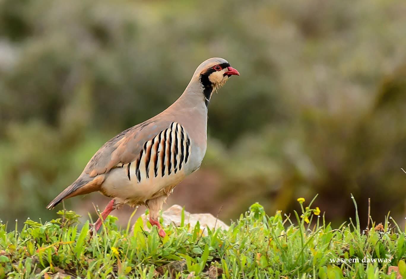 إرث الصيد في الأردن عبر العصور