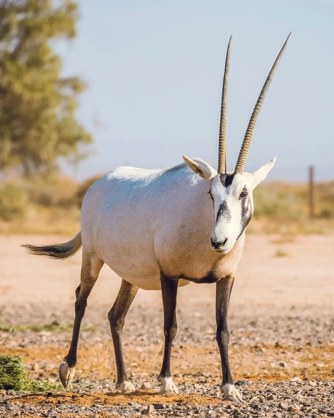 المها العربي : سفير الصحراء والرمز الثقافي والبيئي الأصيل