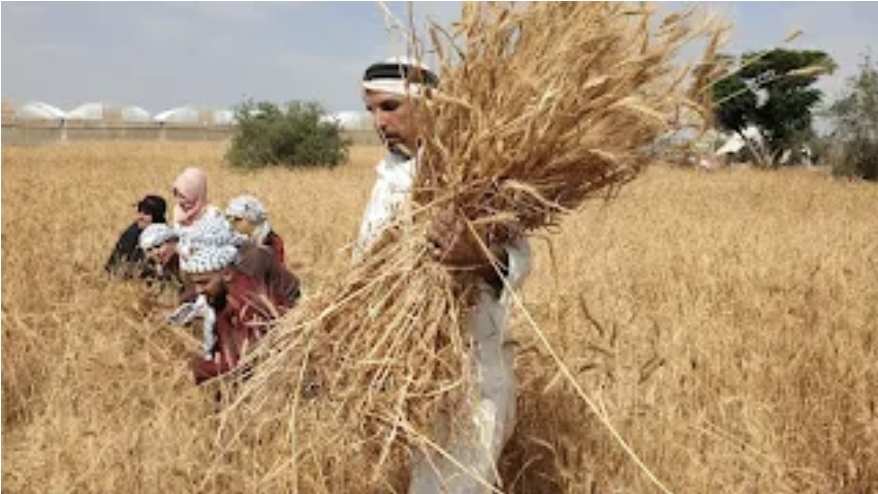 بيادر الخير في التراث الأردني 9