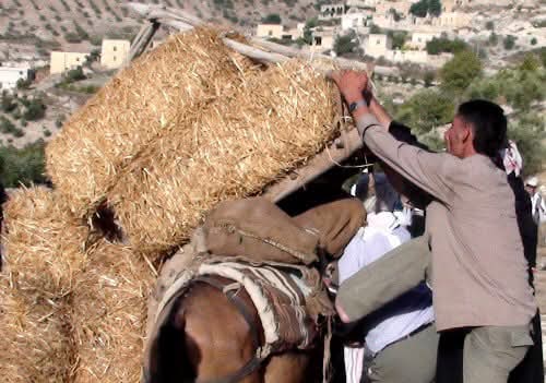 بيادر الخير في التراث الأردني 4