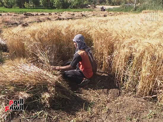 بيادر الخير في التراث الأردني 6