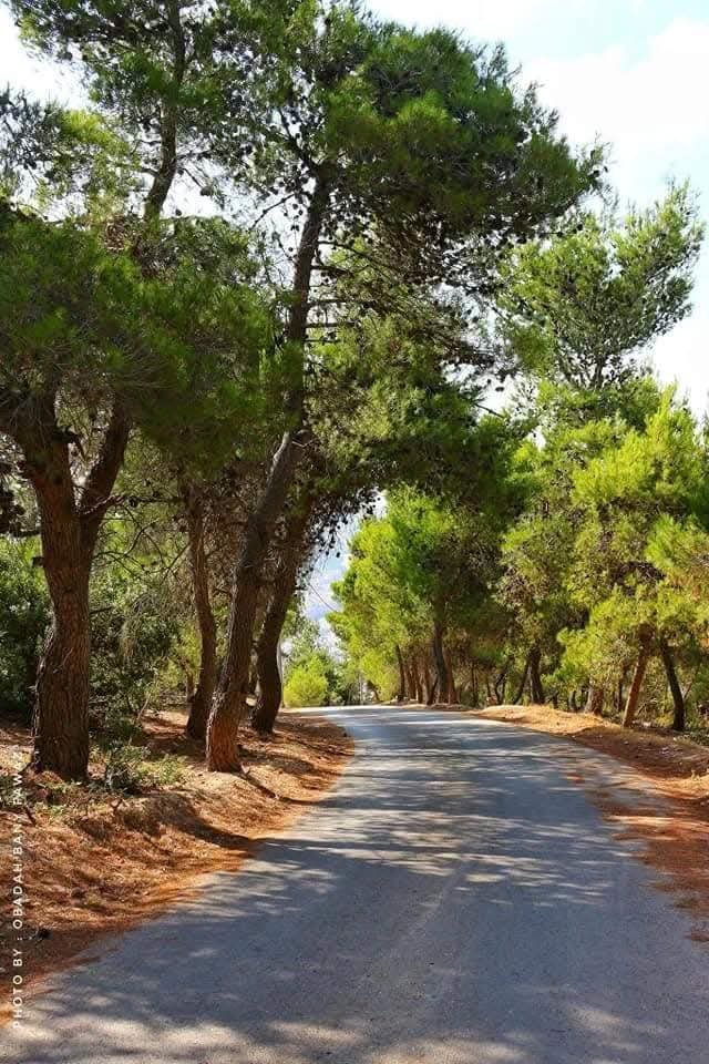غابة الشكاير وعين جنة في محافظة عجلون ... واحة الخضار وتاج الطبيعة الأردنية
