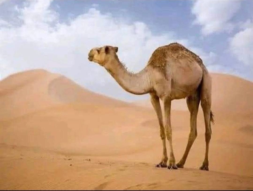 فلسفة الإهمال والحرية : مفردة ( السُّدَى ) بين لغة العرب وعالم الإبل