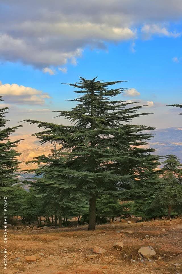 مملكة الأرز الخضراء في جرش ودبين ... واحة الجمال وتاج الطبيعة الأردنية