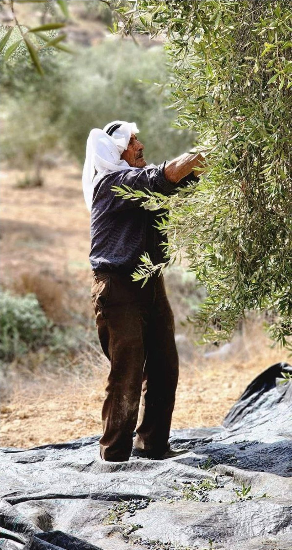 موسم الزيتون والزيت : الأمثال الشعبية الأردنية في التراث والأصالة