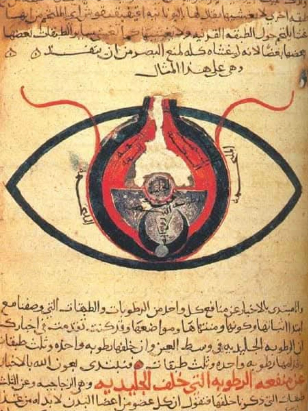 نور البصيرة في تراث الحضارة ... إسهامات العرب والمسلمين الخالدة في تأسيس وتطوير علم الكحالة وطب العيون